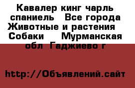 Кавалер кинг чарль спаниель - Все города Животные и растения » Собаки   . Мурманская обл.,Гаджиево г.